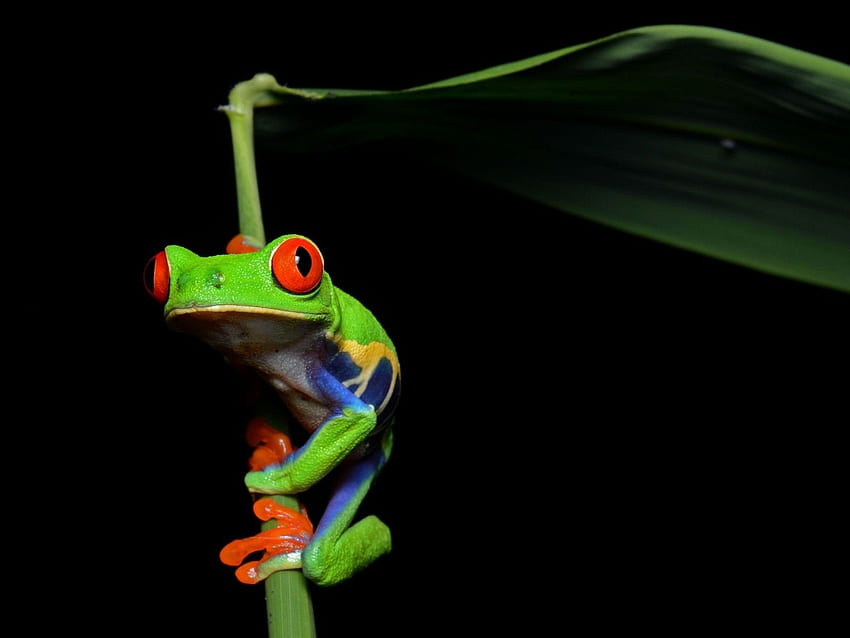 Frog and Background on PicGaGa, Green Tree Frog HD wallpaper | Pxfuel
