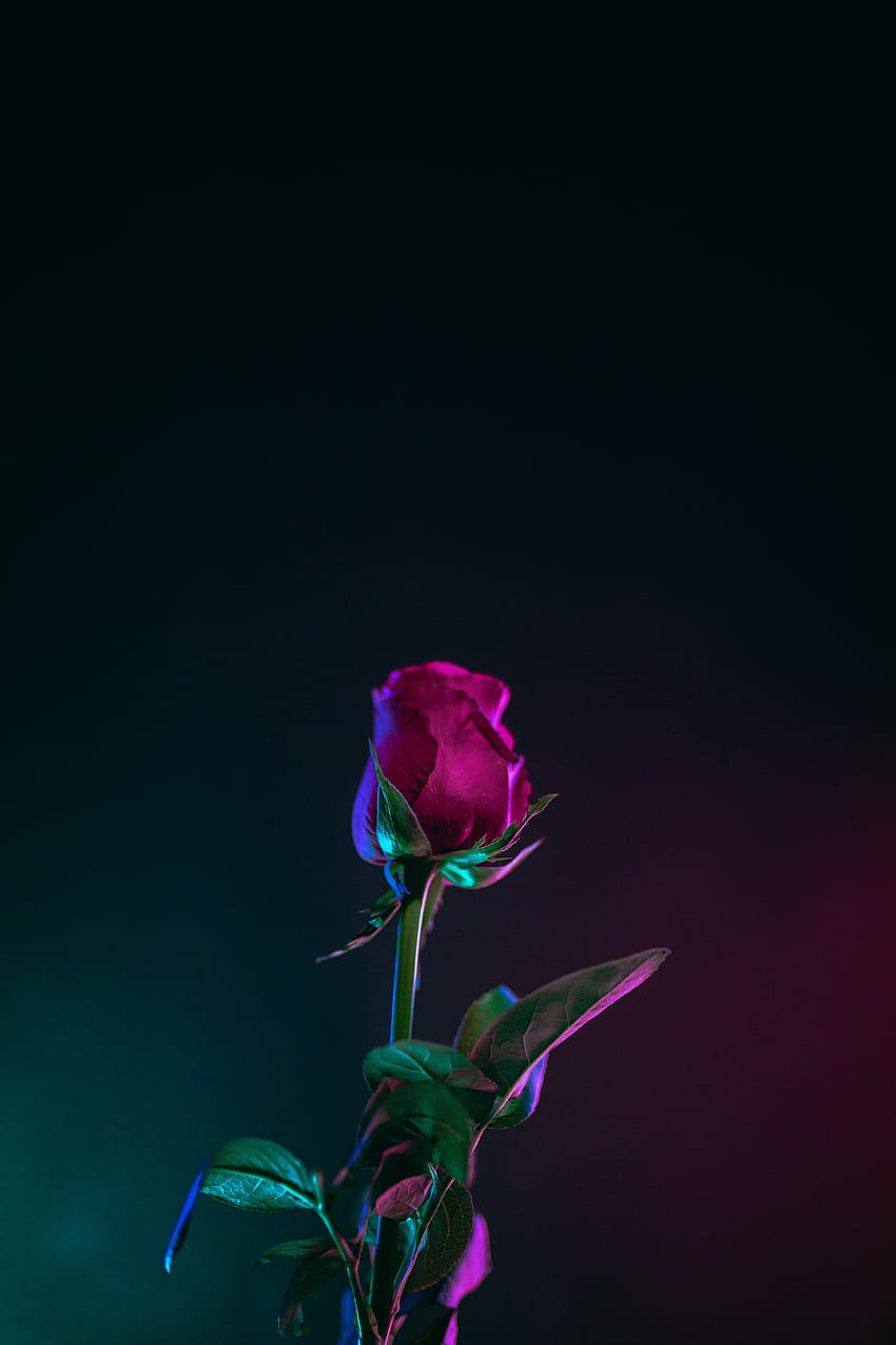 Róża []., Ciemnofioletowa róża Tapeta na telefon HD