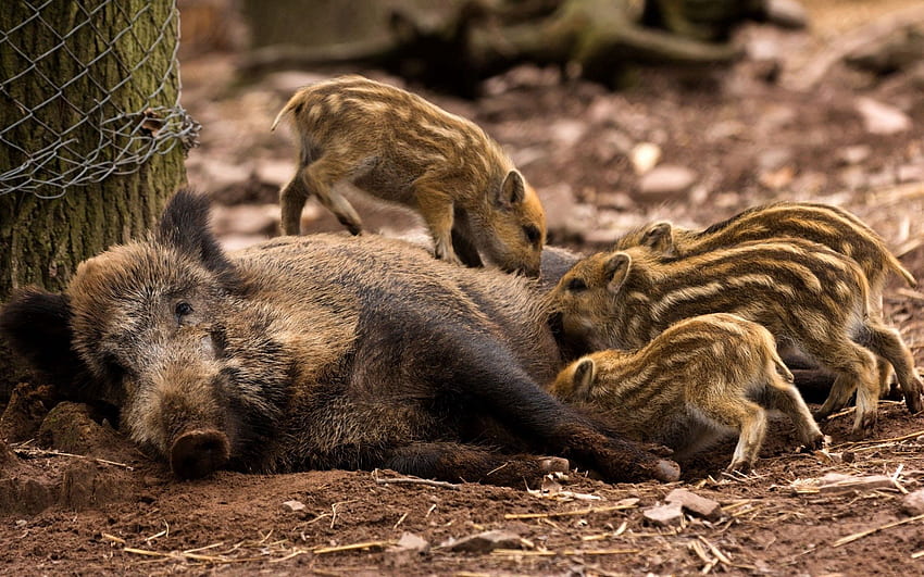Animals, Forest, Young, Care, Cubs, There Is, Eat, Boar, Kabanikha, Kabaniha HD wallpaper