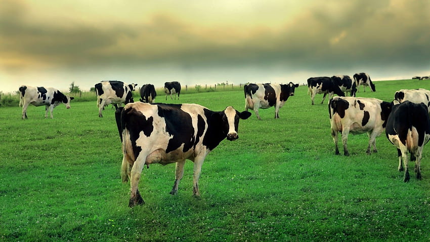 de vaca 1920 × 1080 vaca, ganado fondo de pantalla