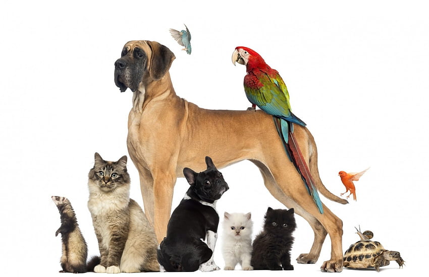 Animali domestici, cane, gattino, animale, bianco, nero, gatto, pisica, rosso, carta, pappagallo, caine Sfondo HD