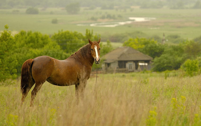 Animals, Grass, Field, Horse, Meadow HD wallpaper
