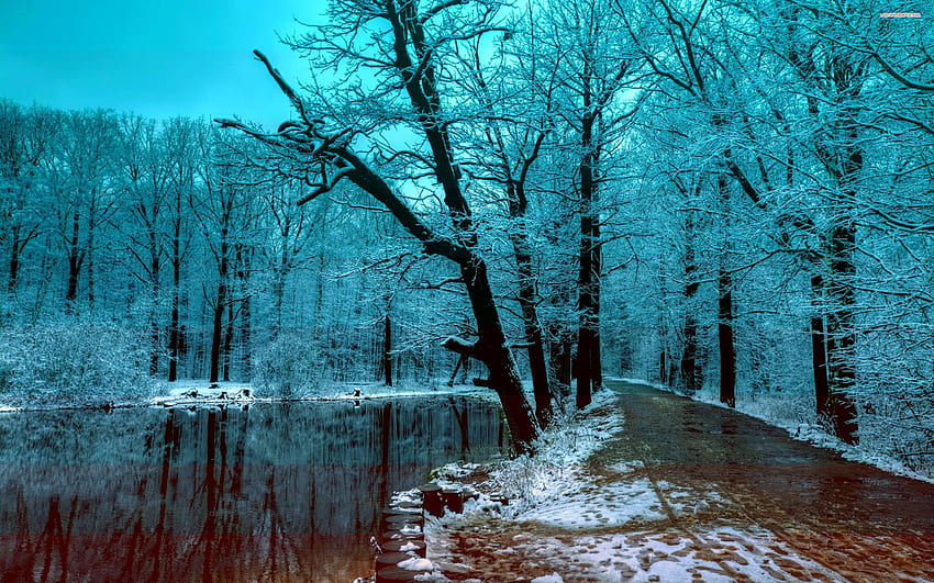 Snowy Forest, Dark Winter HD wallpaper