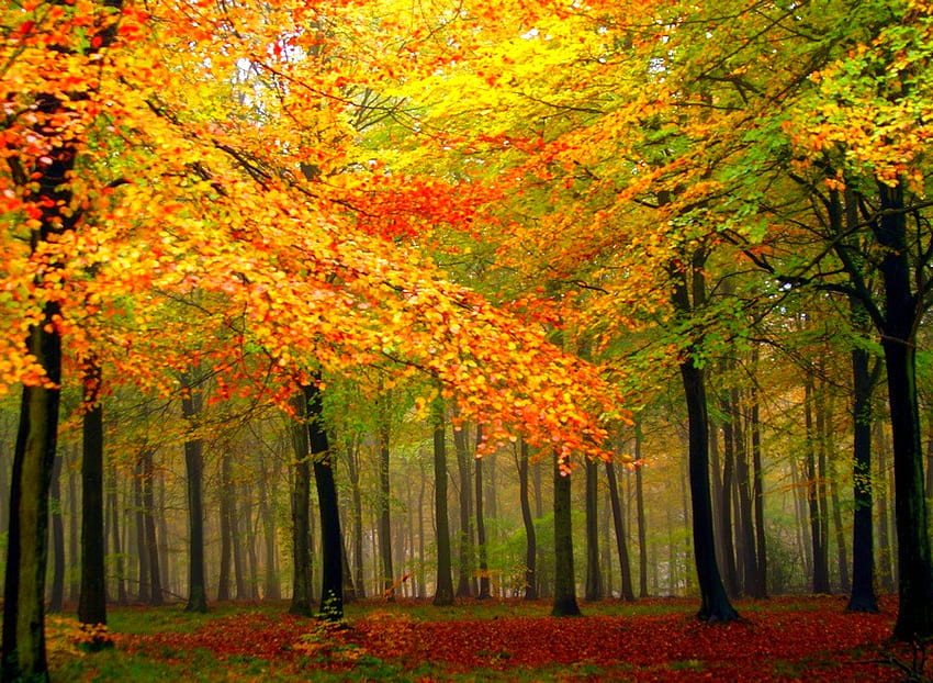 Kolory jesieni, piękna Tapeta HD