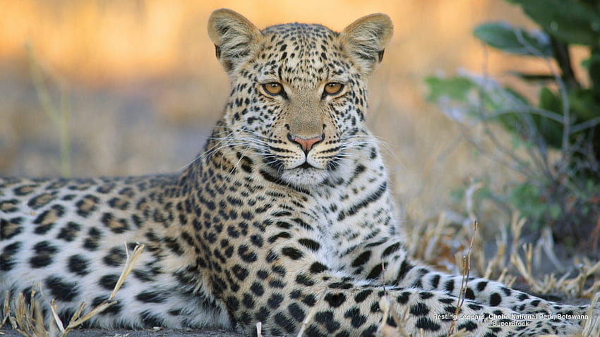 Lounging Leopard, Big Cat, Natura, Leopardo, Fauna selvatica Sfondo HD