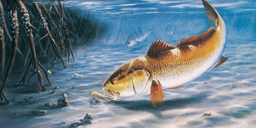 THE MAGIC FISH - Fish & Animals Background Wallpapers on Desktop Nexus  (Image 1505569)