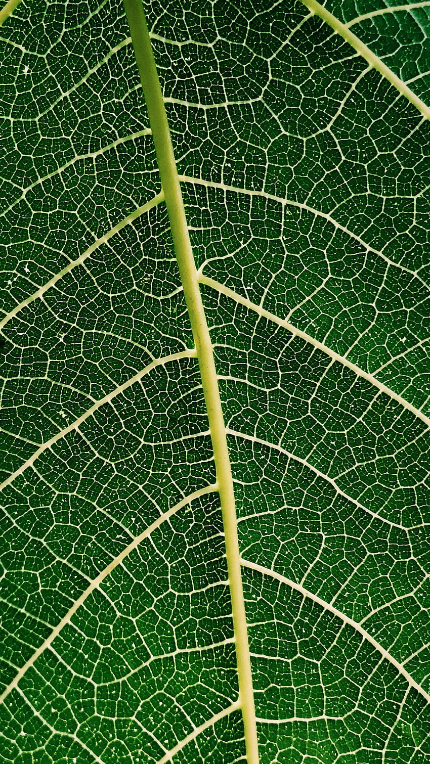 planta, macro, folha, folha, veias Papel de parede de celular HD
