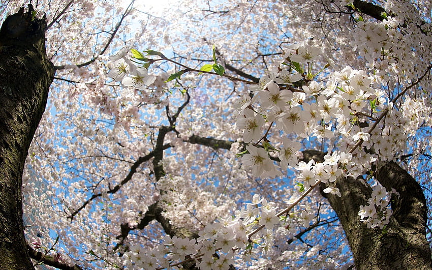 ดอกไม้ ใบไม้ ไม้ ต้นไม้ สาขา บลูม ออกดอก ฤดูใบไม้ผลิ ต้นแอปเปิ้ล วอลล์เปเปอร์ HD