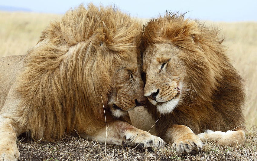 Page 2 | love with lion HD wallpapers | Pxfuel