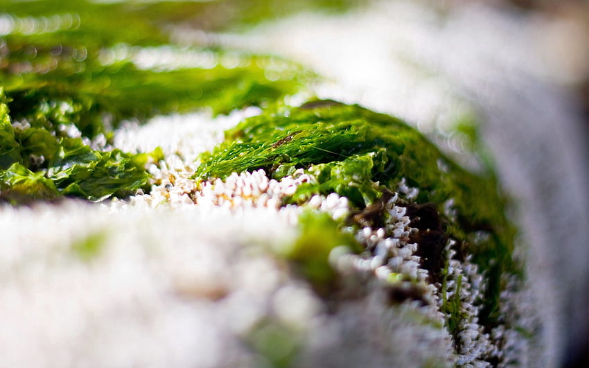Трева, сняг, макро HD тапет