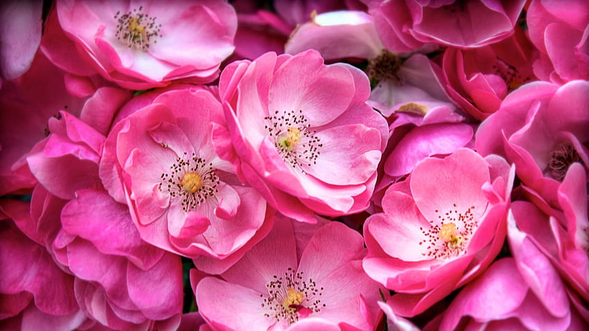 Flowers, Pink, Plant, Macro, Bloom, Flowering HD wallpaper