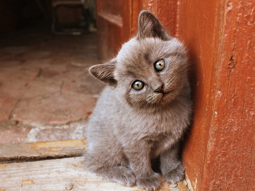 Chat tendre * S'il vous plaît adoptez-moi !!, doux, animal, chaton, chat, félin, animal de compagnie Fond d'écran HD