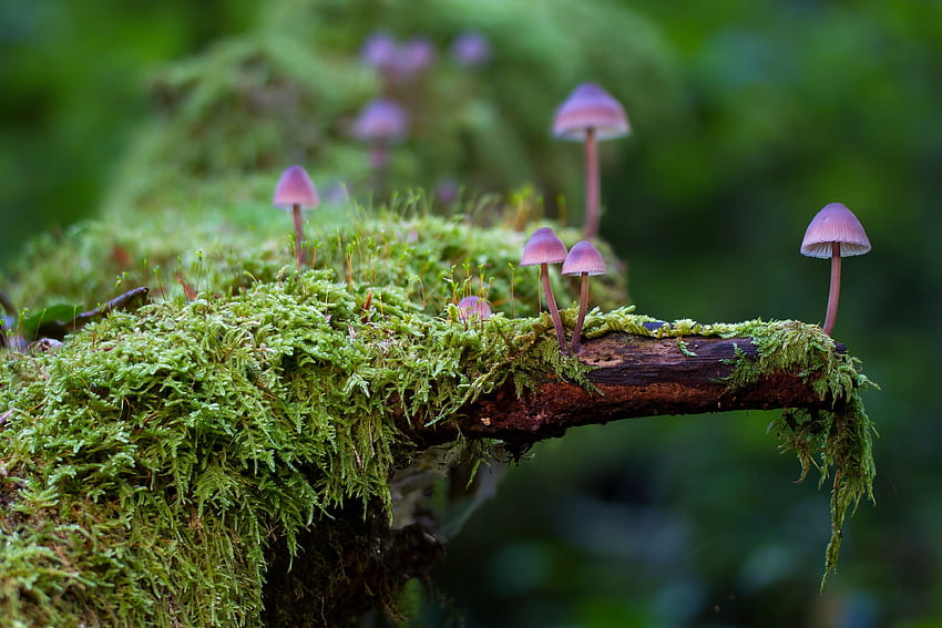 Mushrooms In Moss, Fungi HD wallpaper | Pxfuel
