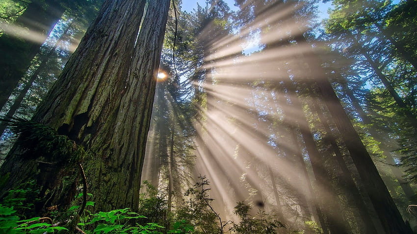 Redwood Forest, Redwood Sunset Hd Wallpaper 