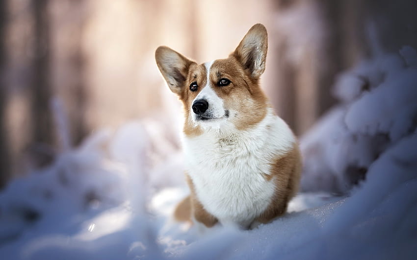 Pembroke Welsh Corgi, dog, forest, snow, Pembroke HD wallpaper