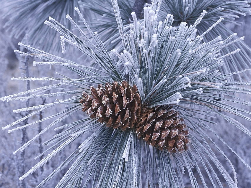 Pflanzen, Winter, Bäume, Zapfen, Kiefer HD-Hintergrundbild