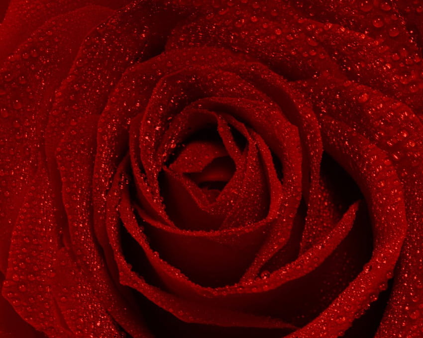 Red Open Rose, rose, red rose, open rose, red HD wallpaper