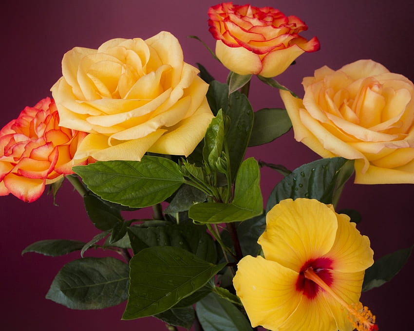 Хибискус и рози, букет, рози, жълто, природа, цветя, хибискус HD тапет