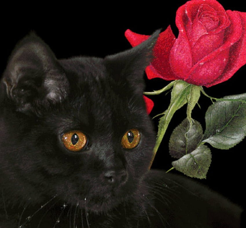 hitam & merah, hitam, kucing, binatang, kucing, mawar merah Wallpaper HD