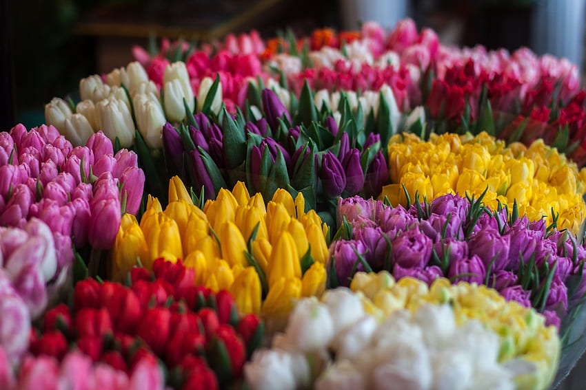Flowers, Tulips, Bouquets, Multicolored, Motley HD wallpaper