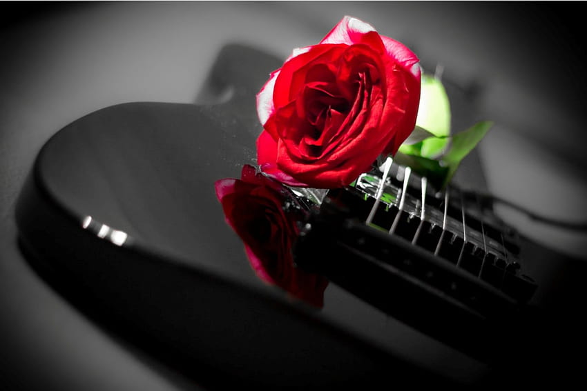 guitar, rose, red, flower HD wallpaper | Pxfuel