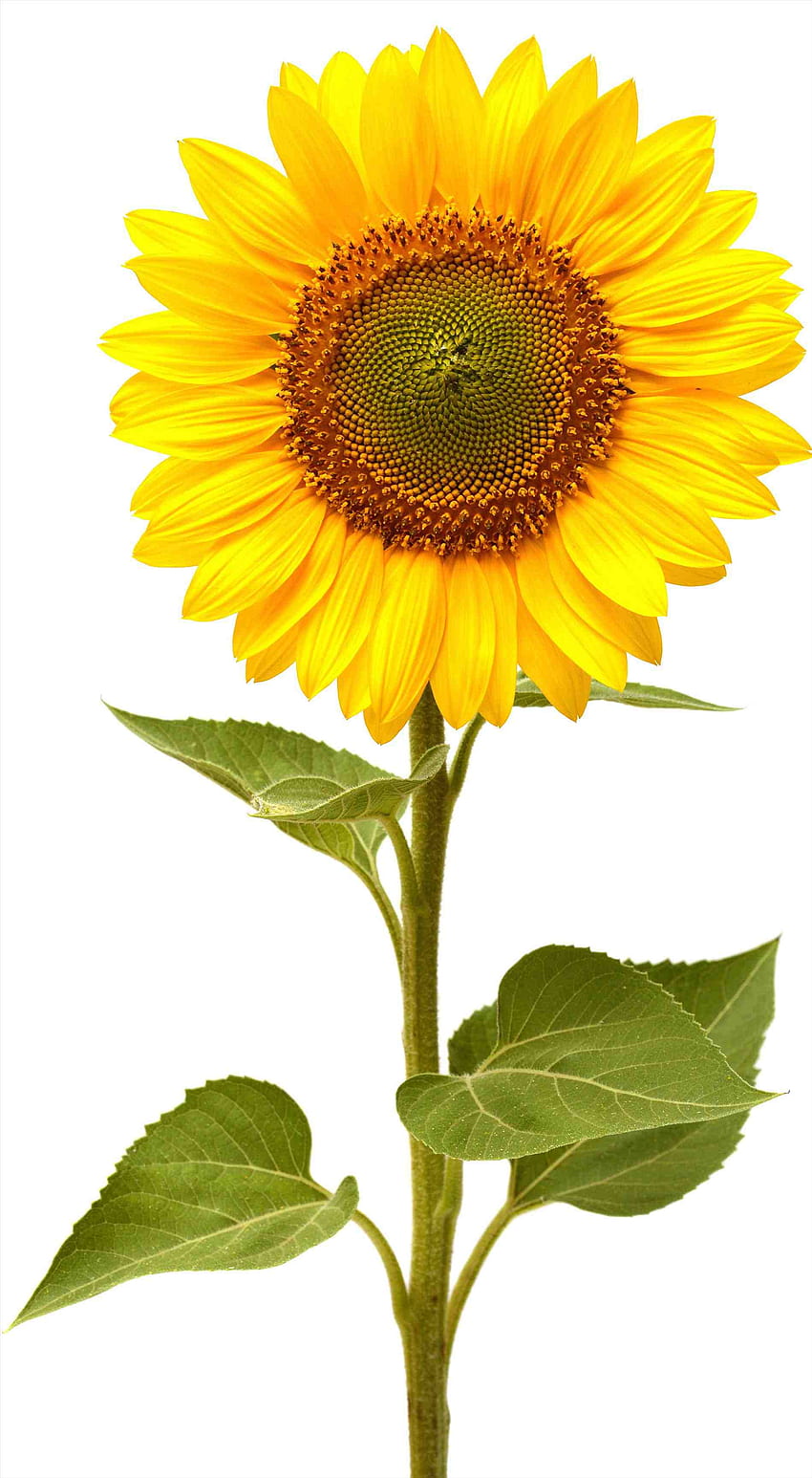 How to Draw a Sunflower in 8 Easy Steps - AZ Animals