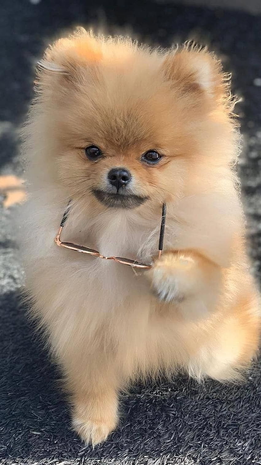 Cute Dog, Pomeranian Golden Dog HD phone wallpaper