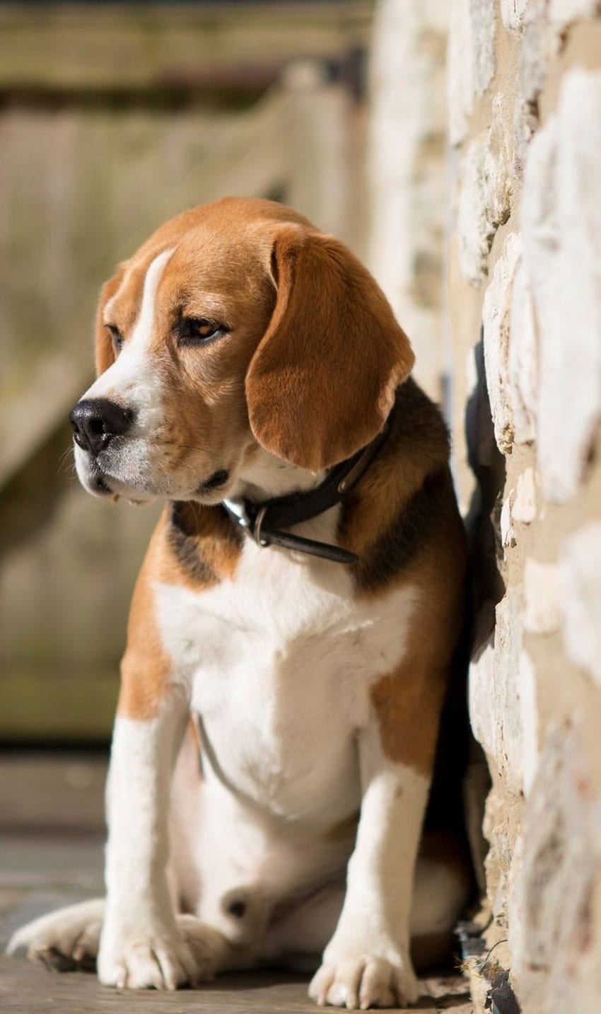 Beagle dog , - HD phone wallpaper | Pxfuel