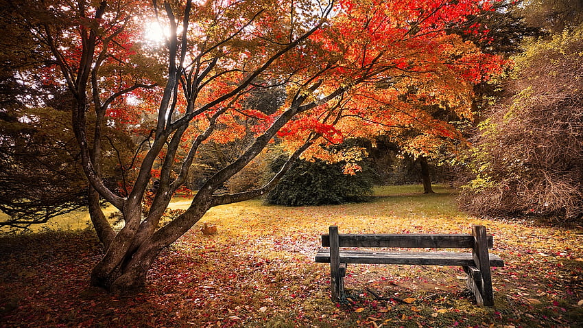 Кленови дървета, Есенни листа, Дървена пейка, Красива, Пейзаж, Природа, Дърво от кленови листа HD тапет