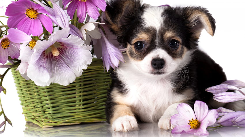 Chihuahua, köpek yavrusu, köpek, çiçek, hayvan, Hayvanlar HD duvar kağıdı