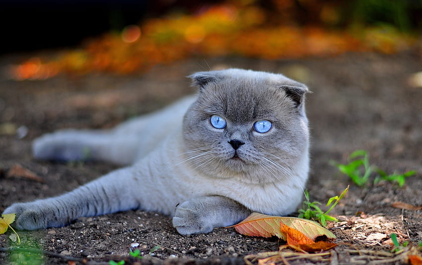 животни, есен, листа, котка, да легна, лъжа, муцуна, сини очи, сини очи HD тапет