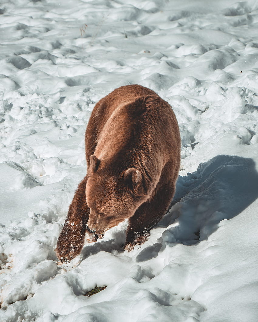 Animals, Snow, Bear, Predator, Brown Bear HD phone wallpaper