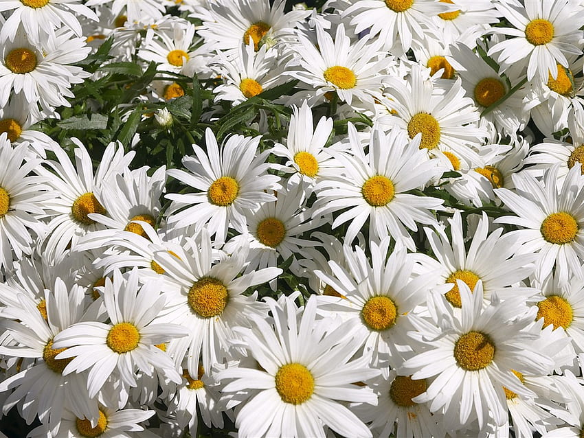 Splendit daisy's, calice, blanc, jaune, vert, fleurs Fond d'écran HD