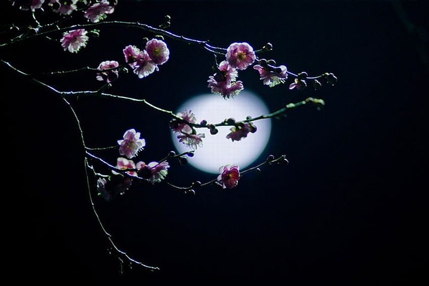 Лунна нощ, нощ, красива, луна HD тапет