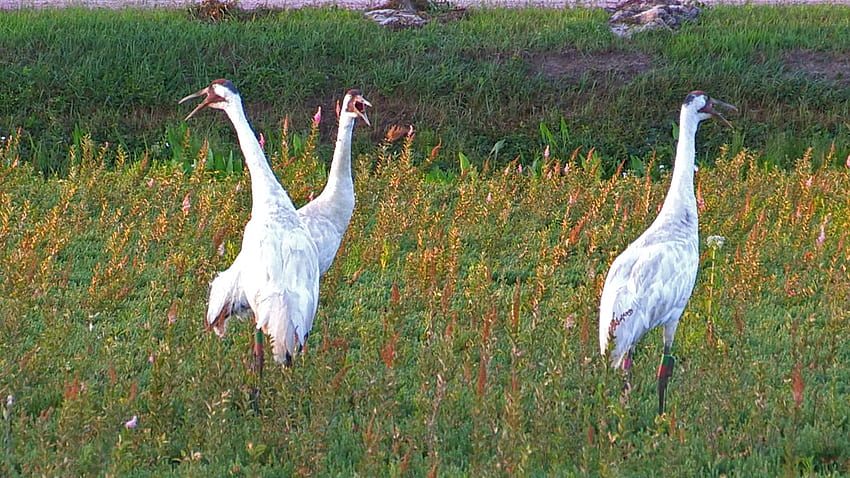 Whooping Cranes Wood County Wisconsin 2014 HD   Pxfuel   Desktop   Whooping Cranes Wood County Wisconsin 2014 