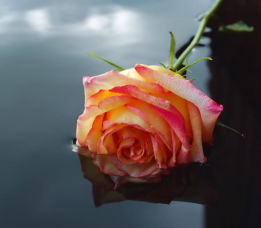 роза, отражение, праскова, природа, цветя, вода HD тапет