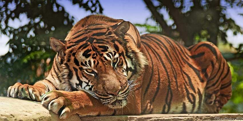 Animals, Aggression, Muzzle, Predator, Big Cat, Tiger HD wallpaper