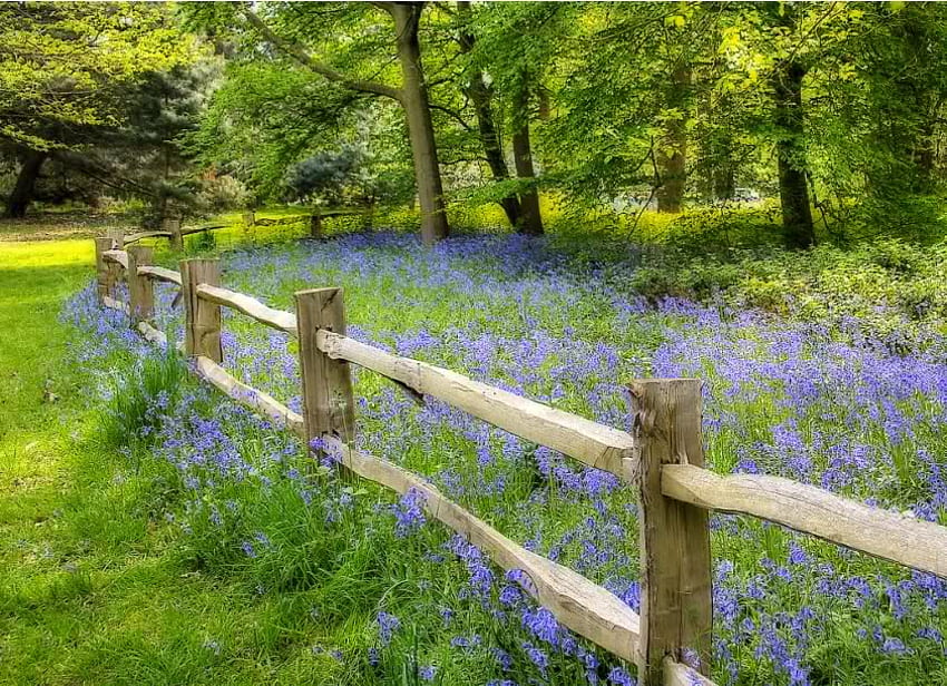 Кю Гардънс, Лондон --- Оградна линия, лилаво, камбанка, зелено, ограда, градина, пролет, градини Кю, дърво HD тапет