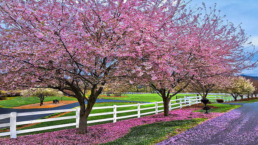 Spring in the Appalachian Mountains, North Carolina, fence, cherry ...