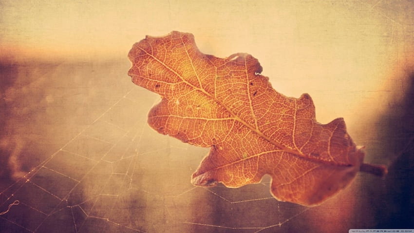 Oak leaf in spider web, softness, fall, , leaves, close-up, autumn, nature, web, leaf, spider web, , macro HD wallpaper