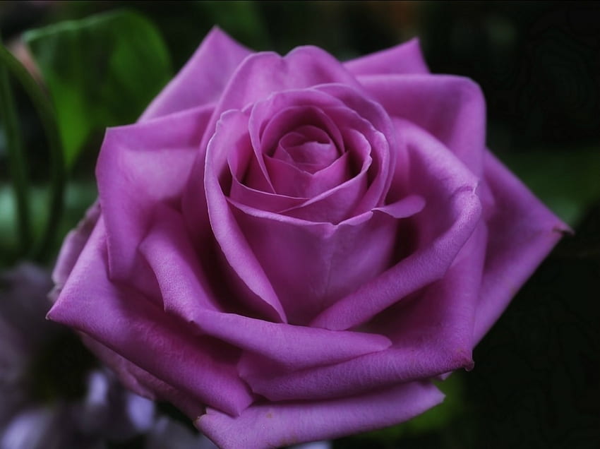 กุหลาบสีม่วงสวยงาม ดอกไม้ กุหลาบ สวยงาม วอลล์เปเปอร์ HD