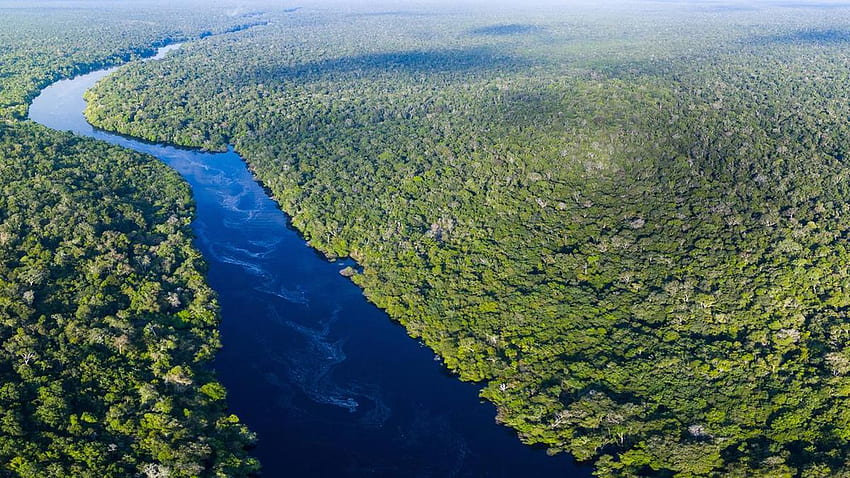 Brezilya'nın En İyi Saklanan Sırrı: Amazon Yağmur Ormanlarında Bir Gece Ulusal, Venezuela Yağmur Ormanları HD duvar kağıdı