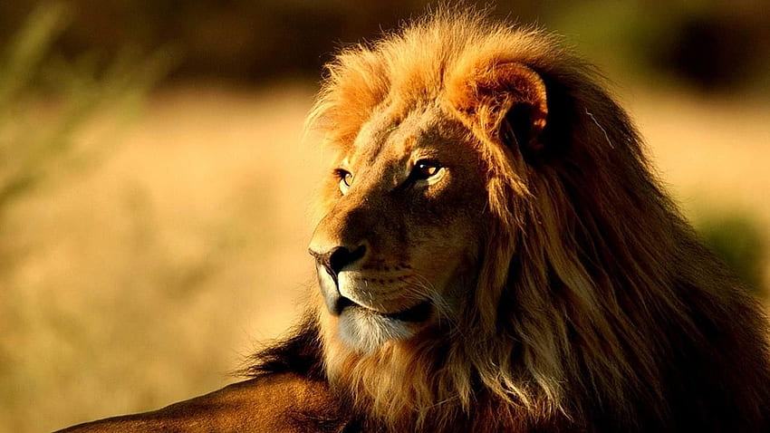 Lion King - Best . Lion , Lion , Lion, Strong Lion HD wallpaper