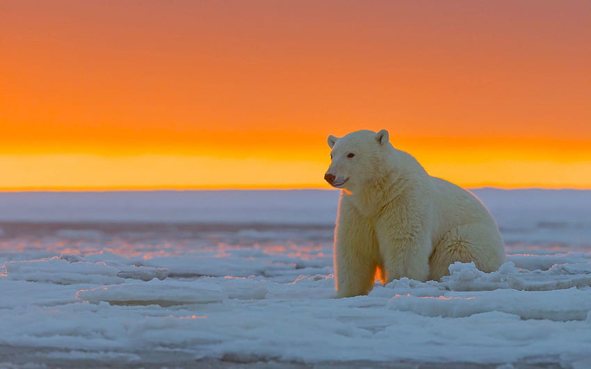 Animais, Neve, Urso Polar, Alasca papel de parede HD
