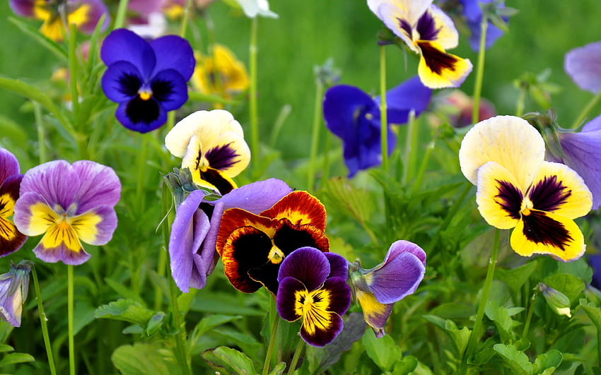 Flowers Close Up Pansies HD wallpaper | Pxfuel