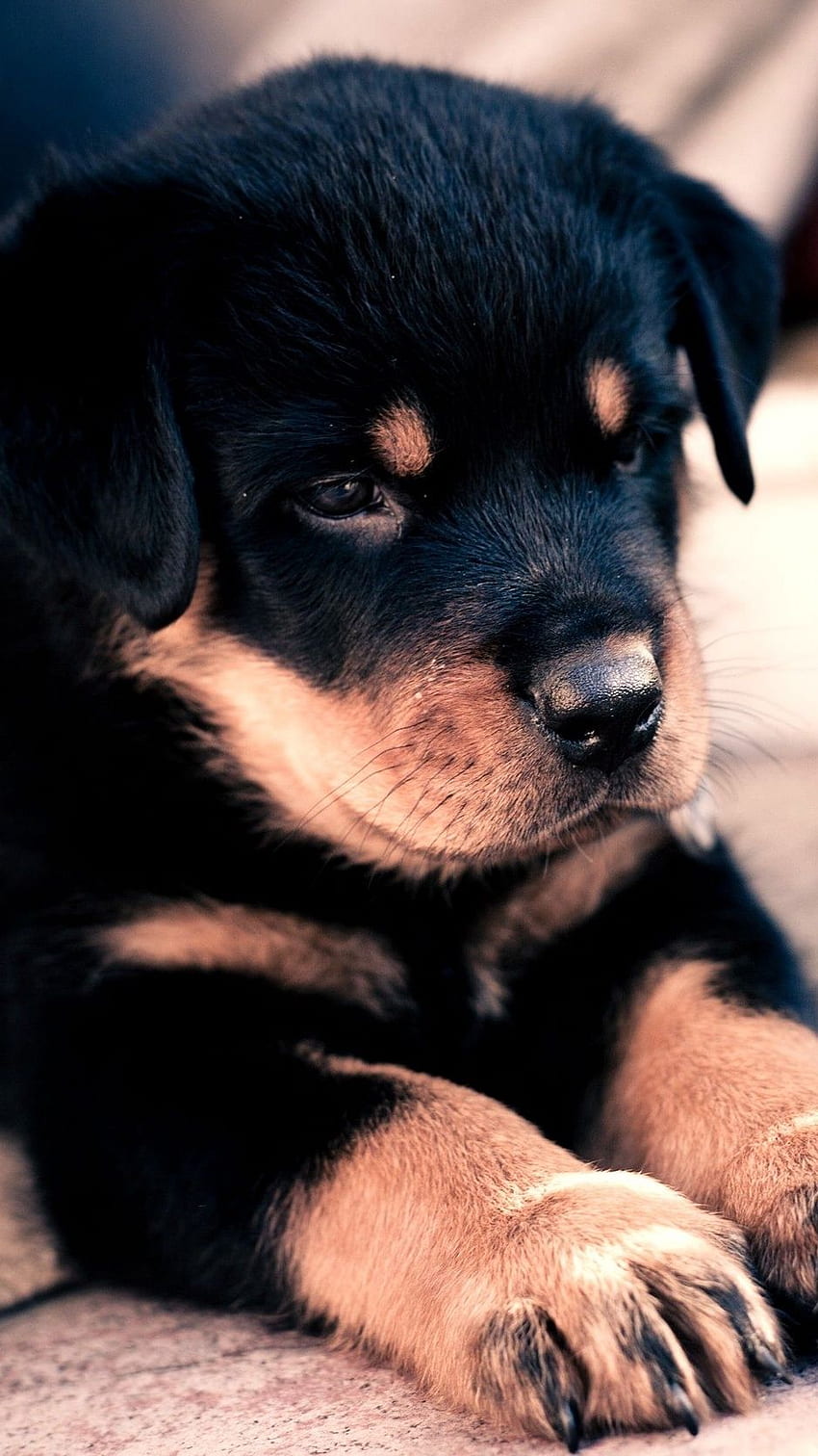 강아지, 로트와일러, 귀여운, 아기 - iPhone용 귀여운 강아지, 귀여운 작은 강아지 HD 전화 배경 화면