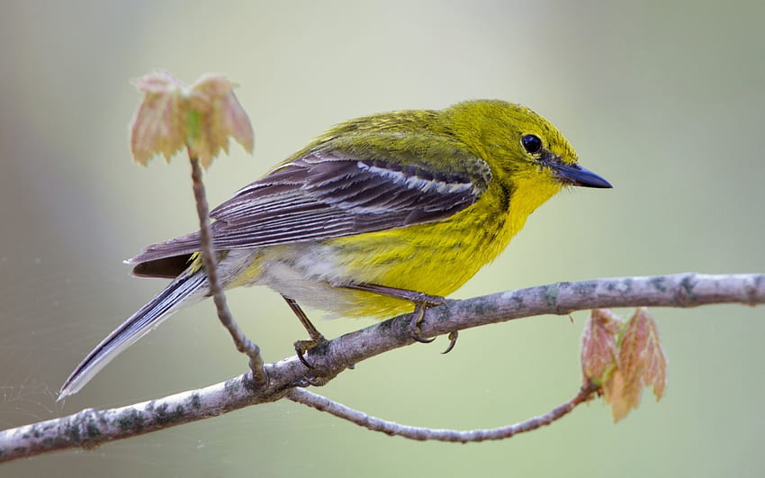 pássaro, ramo, amarelo, pasare, outono, folha papel de parede HD
