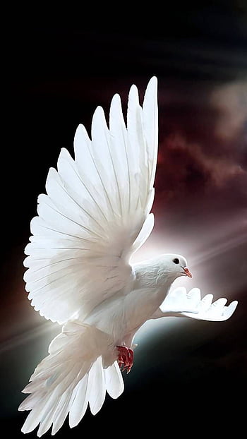 Beautiful white dove HD wallpapers | Pxfuel