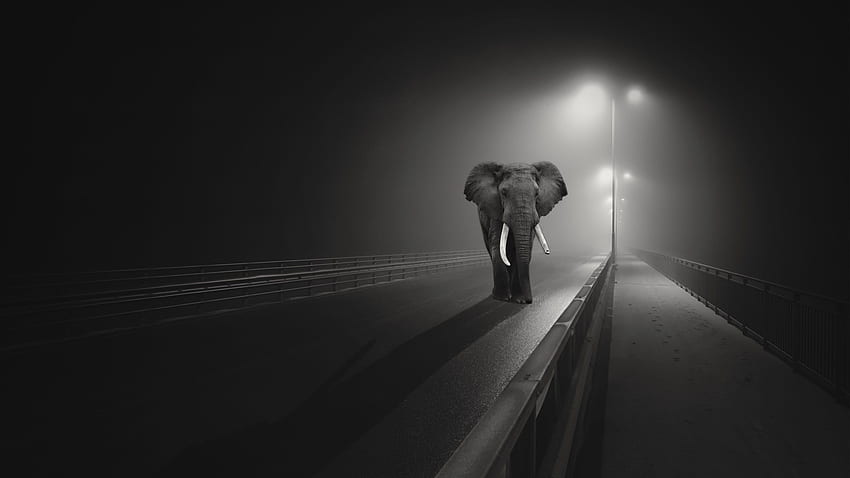 Разходка на слон по моста, нощ, светлини, черно, черно-бял слон HD тапет