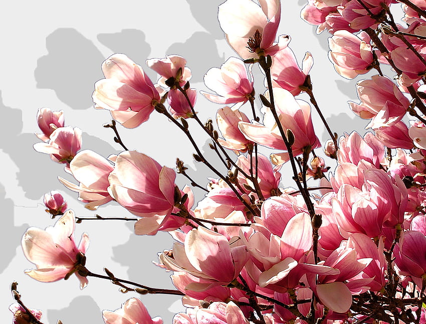 blossom with shadows, branch, flowers, spring, blossom HD wallpaper